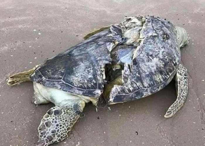 海龟死状恐怖。