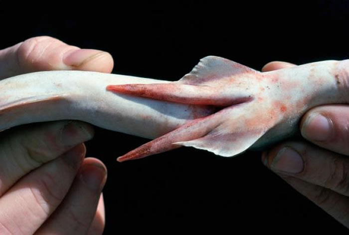 科学家展示大眼前鳍皱唇鲨（Iago omanensis）阴茎状的交接器（clasper）。 PHOTOGRAPH BY JEFF ROTMAN, ALAMY