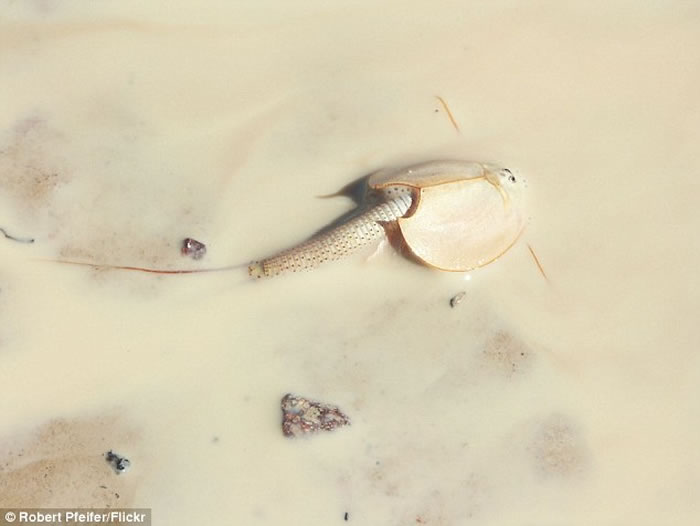澳洲沙漠大雨后发现罕见活化石“沙漠虾”shield shrimp 2亿年来外观毫无变化