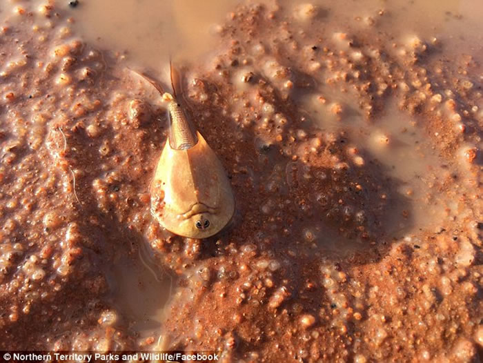 澳洲沙漠大雨后发现罕见活化石“沙漠虾”shield shrimp 2亿年来外观毫无变化