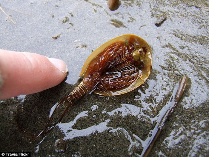 澳洲沙漠大雨后发现罕见活化石“沙漠虾”shield shrimp 2亿年来外观毫无变化