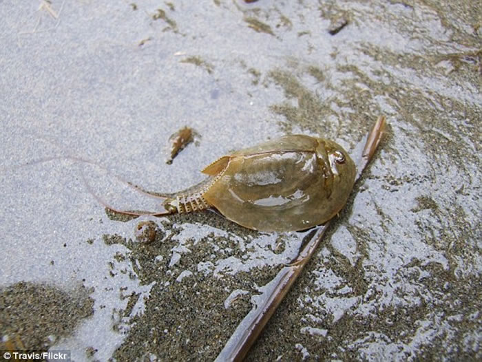 澳洲沙漠大雨后发现罕见活化石“沙漠虾”shield shrimp 2亿年来外观毫无变化