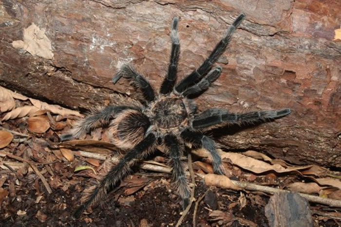 宏都拉斯卷毛蛛（Brachypelma albopilosum）生活在中美洲靠近加勒比海侧的丛林里。 PHOTOGRAPH BY STUART LONGHORN