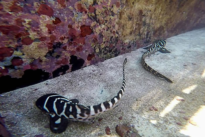 莱昂妮的两个孩子──克莱奥（Cleo）与CC正在大堡礁水族馆中悠游，遗传证据表示它们来自于单一一位亲代。 PHOTOGRAPH COURTESY TOURISM