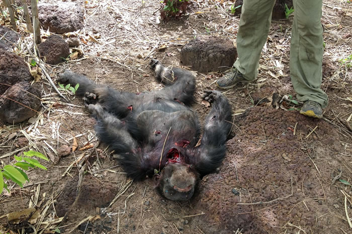 塞内加尔黑猩猩研究中心“猩猩王”遭同类群殴死亡 尸体还遭雌性同伴吞食