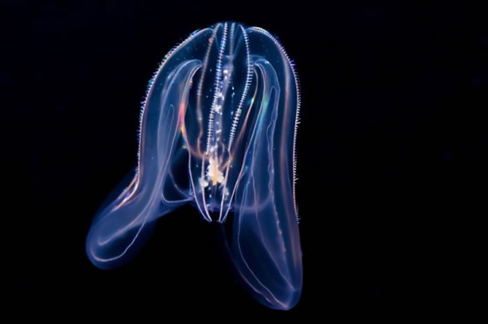 淡海栉水母外型特别。