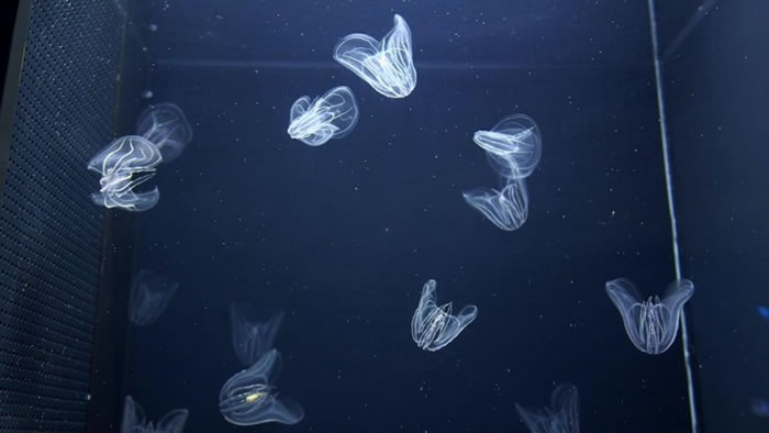 奥地利动物园成功繁殖淡海栉水母。