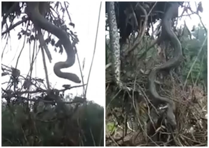 蟒蛇连同树根一起被扯起。