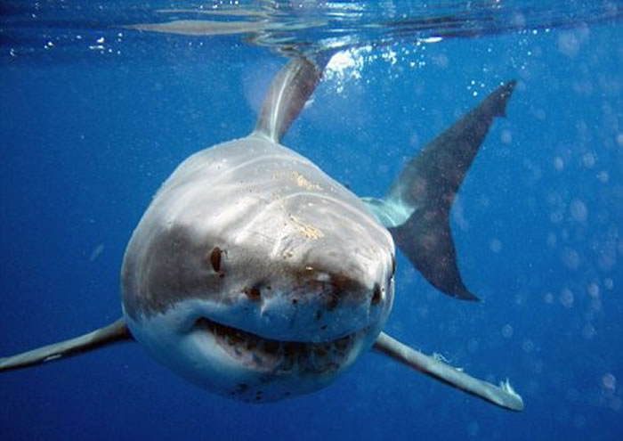声名狼藉的水中捕猎者大白鲨不能在水族馆生存 体型庞大需要足够空间