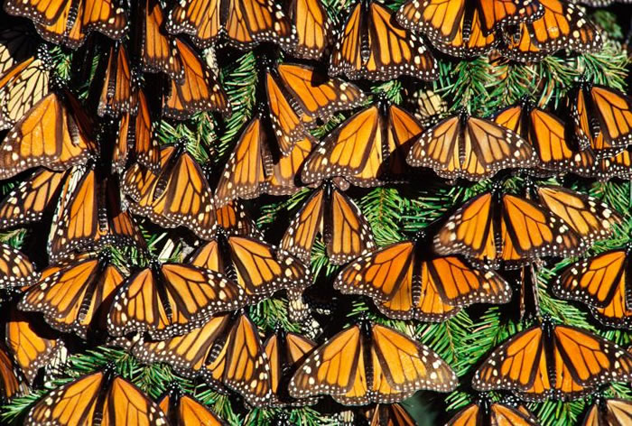 墨西哥米却肯州的帝王斑蝶（Danaus plexippus）正在做日光浴呢。 PHOTOGRAPH BY FRANS LANTING, NATIONAL GEO