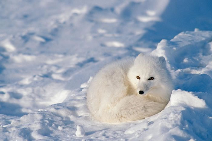 寒冬降临时，北极狐会长出雪白毛皮作为保护色。 PHOTOGRAPH BY TOM MURPHY, NATIONAL GEOGRAPHIC CREATIVE