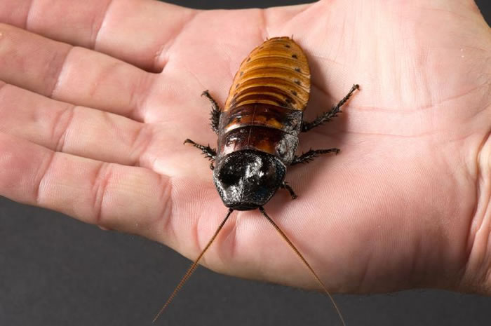 马岛蟑螂在英文中被称作马岛「嘶嘶」蟑螂（Madagascar hissing cockroaches），正因为马岛蟑螂彼此会发出嘶嘶声来沟通，例如在打架的时候会