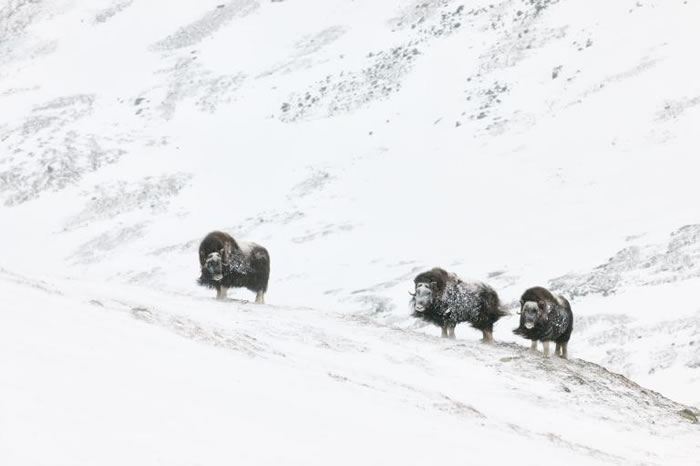麝牛会在毛皮底层长出一层软毛以抵御严寒。 PHOTOGRAPH BY ORSOLYA HAARBERG, NATIONAL GEOGRAPHIC CREATIV