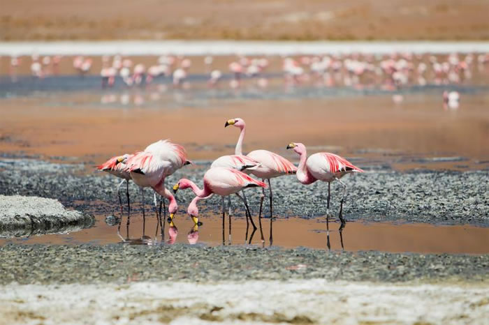 玻利维亚西南方的动物保护区（Eduardo Avaroa Andean Fauna National Reserve）内，一群秘鲁红鹤正在觅食。 PHOTOGR