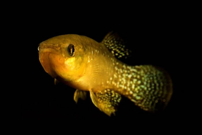 这种鳉鱼能在剧毒环境中生存。 PHOTOGRAPH COURTESY ANDREW WHITEHEAD, UC DAVIS