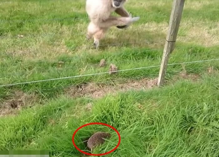 白色长臂猿看见小刺猬（红圈）郁动，吓得弹起。