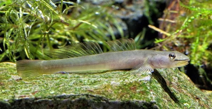 糙体锐齿鰕虎（Smilosicyopus leprurus）活体照（图／周铭泰摄影／中山大学提供）
