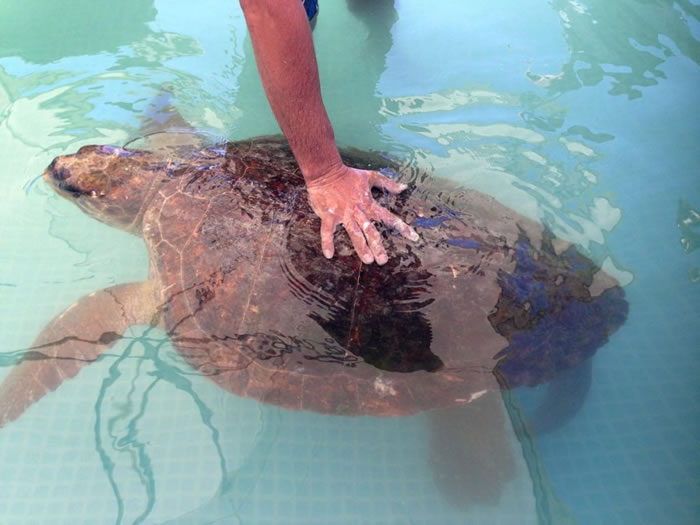 这只母赤蠵龟（loggerhead turtle）在海边惨遭蹂躏后，目前在动保组织Animals Lebanon养伤。 / PHOTOGRPAH BY JASO