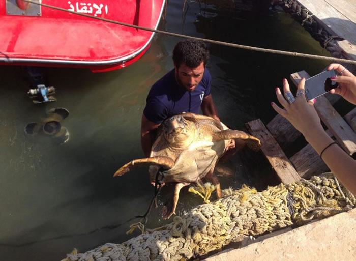 可怜海龟在贝鲁特受虐后，总算获救。 / PHOTOGRAPH BY JASON MIER, ANIMALS LEBANON