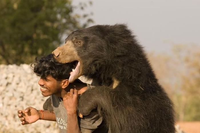 巴鲁这角色可能衍生自懒熊。 PHOTOGRAPH BY NEHA VASANT DIDDEE, NATIONAL GEOGRAPHIC CREATIVE
