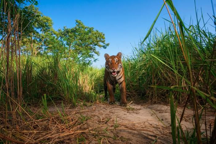 孟加拉虎（Bengal Tiger）是吉卜林原著小说中面临最大绝种危机的动物。 PHOTOGRAPH BY STEVE WINTER, NATIONAL GEO