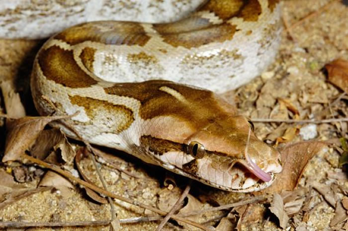 无毒岩蟒（Rock Python）面临栖地遭破坏与宠物交易等威胁。 PHOTOGRAPH BY MICHAEL & PATRICIA FOGDEN, M