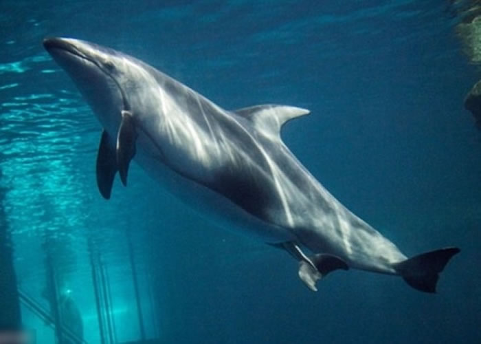 美国芝加哥水族馆海豚诞子 职员见证超温馨一刻