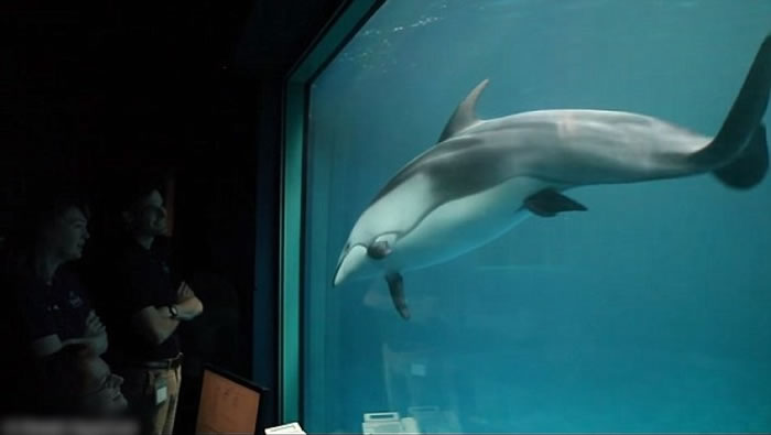 美国芝加哥水族馆海豚诞子 职员见证超温馨一刻