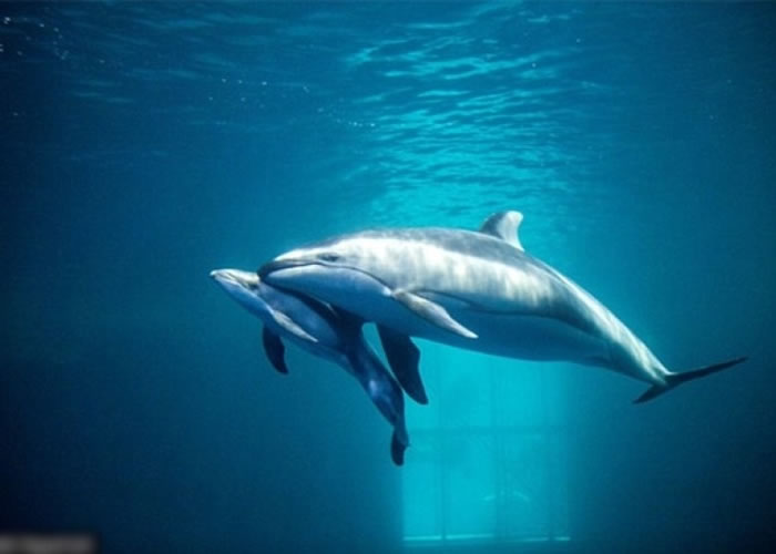 美国芝加哥水族馆海豚诞子 职员见证超温馨一刻