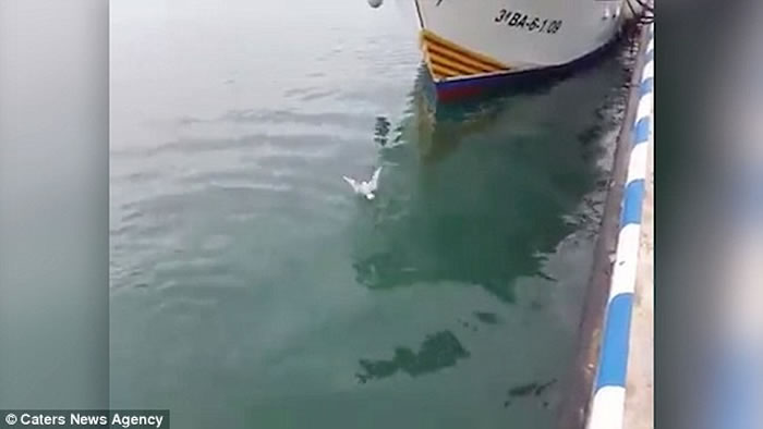 西班牙一只海鸥为争食差点被吞拿鱼吃掉