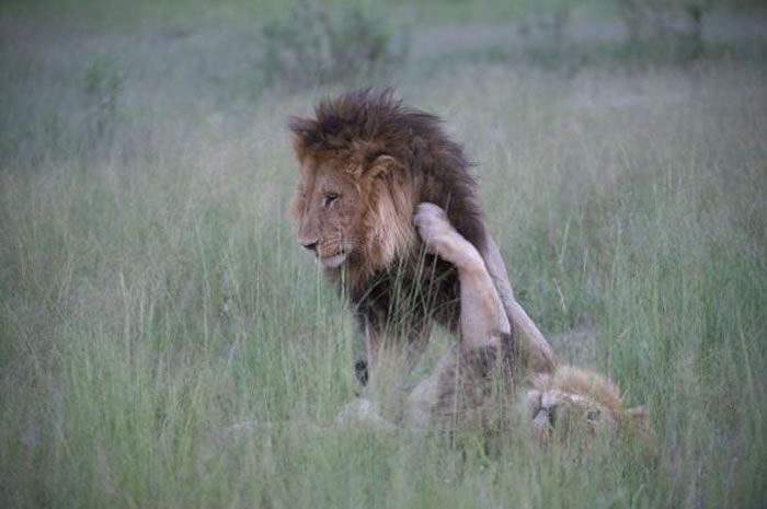 北波札那部分地区常见鬃毛母狮。 PHOTOGRAPH BY NICOLE CAMBRE, REX, SHUTTERSTOCK
