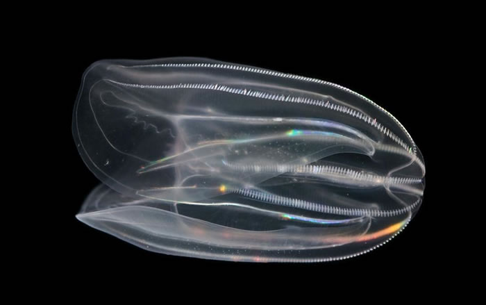 兜栉水母（lobed comb jelly, Mnemiopsis leidyi）。 PHOTOGRAPH BY WILLIAM E. BROWNE