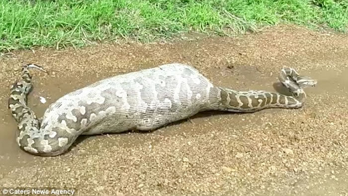 印度古吉拉特邦野生动物保护区6米巨蟒生吞蓝牛羚