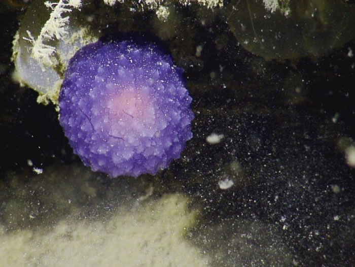 美国加州外海阿圭略海沟深处发现的神秘紫色球状海洋生物是全新的海蛞蝓物种？