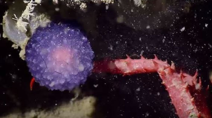 美国加州外海阿圭略海沟深处发现的神秘紫色球状海洋生物是全新的海蛞蝓物种？