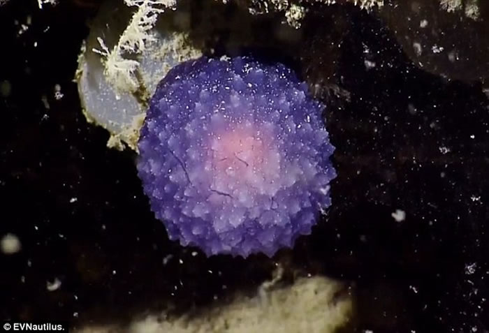 美国海洋探险队“Nautilus Live”深海探秘发现神秘发光紫色球状海洋生物