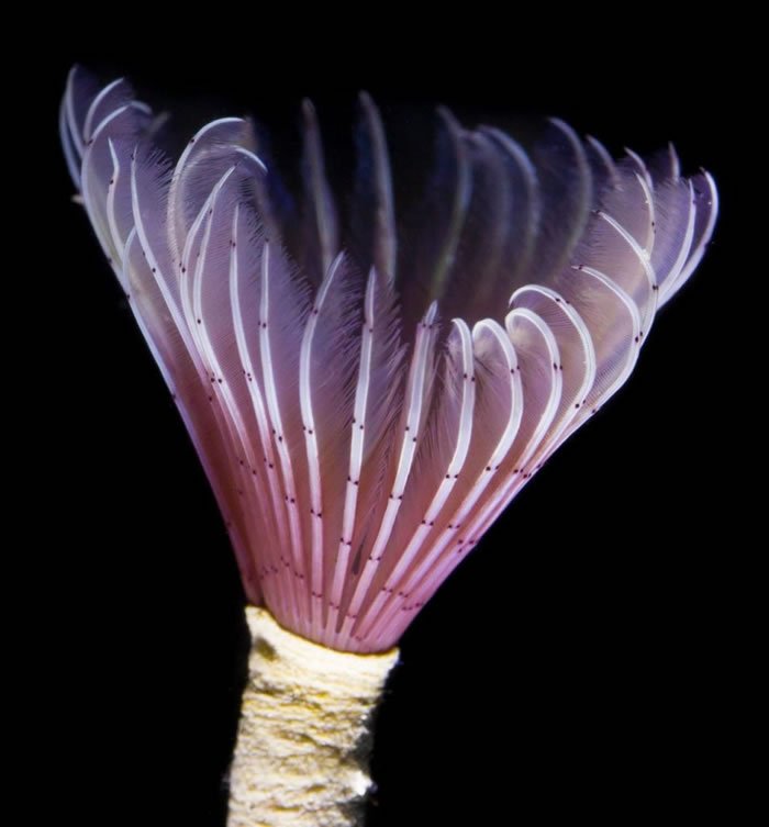 生活在加勒比海的黑斑双旋虫(Bispira melanostigma)。 PHOTOGRAPH BY MICHAEL BOK