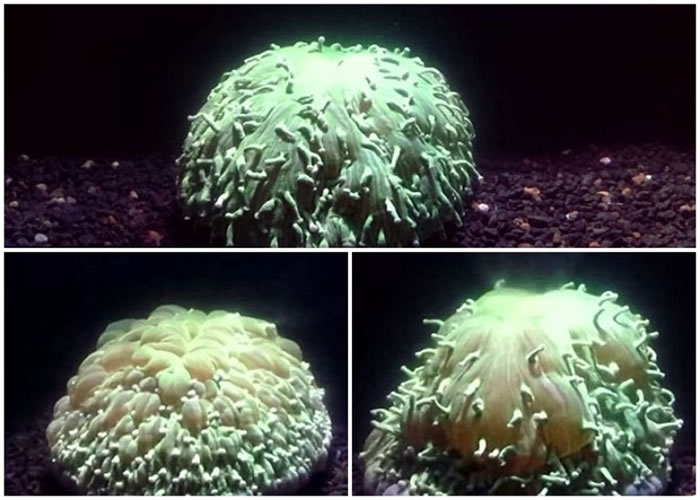 科学家首次录得珊瑚因水温上升受压，引致“漂白”的过程。