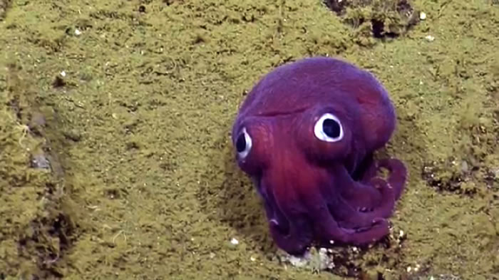 美国深潜研究船EVNautilus在加州海床发现大眼睛萌爆鱿鱼Rossia pacifica