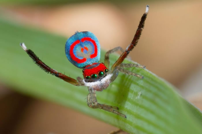 生长在澳洲、只有3mm大的华丽孔雀跳蛛（Maratus splendens，中文暂译）。