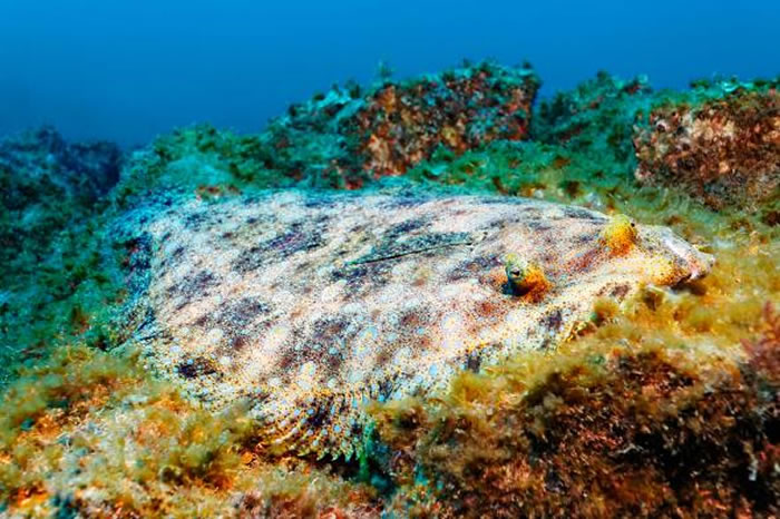优游在东太平洋圣贝内迪克托岛海底的狮鲆（Pacific leopard flounder, Bothus leopardinus）。 PHOTOGRAPH BY