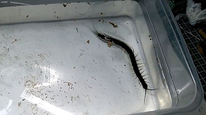 泰国发现游动时像鳗鱼的两栖蜈蚣新物种Scolopendra cataracta