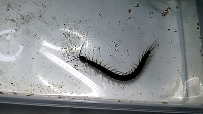 泰国发现游动时像鳗鱼的两栖蜈蚣新物种Scolopendra cataracta