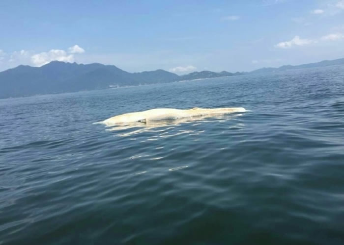 在大亚湾海域发现一具水生物的尸体，白色肚皮朝天在海面漂浮。