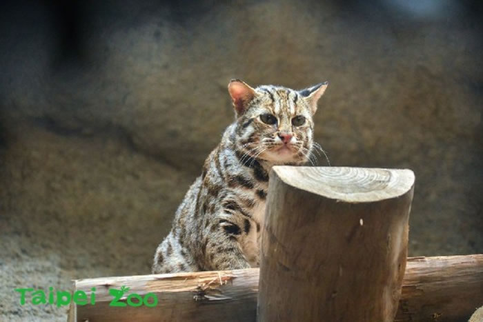 7月29日世界老虎日：石虎成台湾现存唯一的本土猫科动物