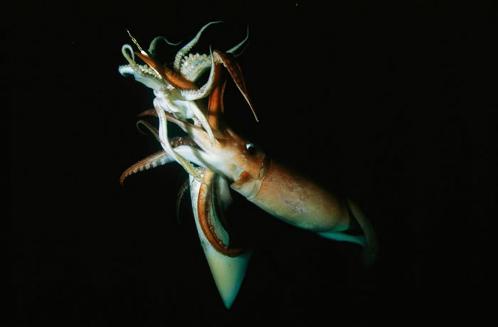 一对加州湾的巨鱿鱼边游泳边抱接（Amplexus）。 【译注：抱接（Amplexus）是指在交配行为中，双方抱合在一起的动作，常见于两生类，不过在头足类甚至部分