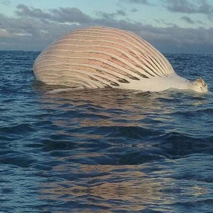 澳大利亚西部海域海面漂浮的“外星生物”证实是鲸尸体