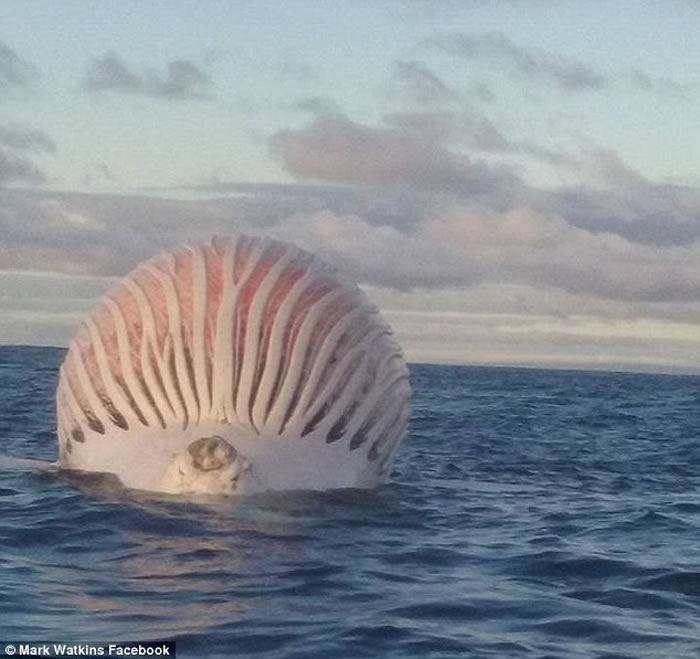 澳大利亚西部海域海面漂浮的“外星生物”证实是鲸尸体