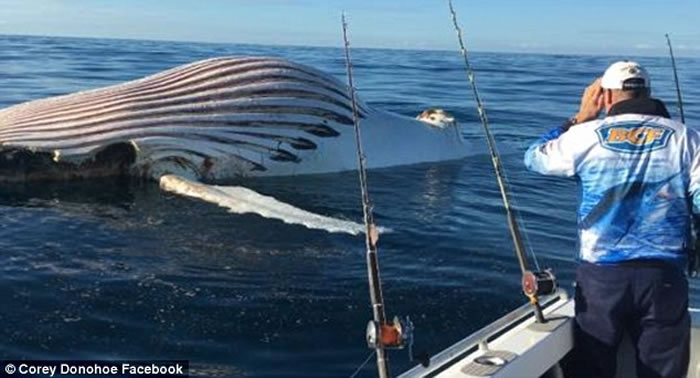 澳大利亚西部海域海面漂浮的“外星生物”证实是鲸尸体