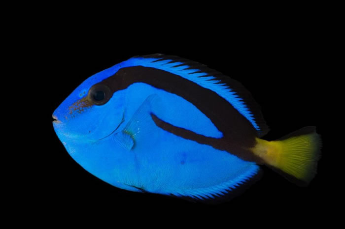 当今所有的蓝倒吊都是从野外捕捞而来。 PHOTOGRAPH BY JOEL SARTORE, NATIONAL GEOGRAPHIC